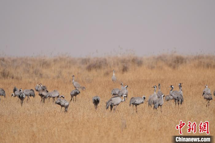 圖為草原上棲息的灰鶴?！∠葘m 攝