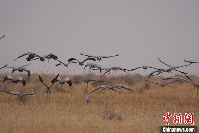 青海都蘭成群灰鶴匯集，場面壯觀
