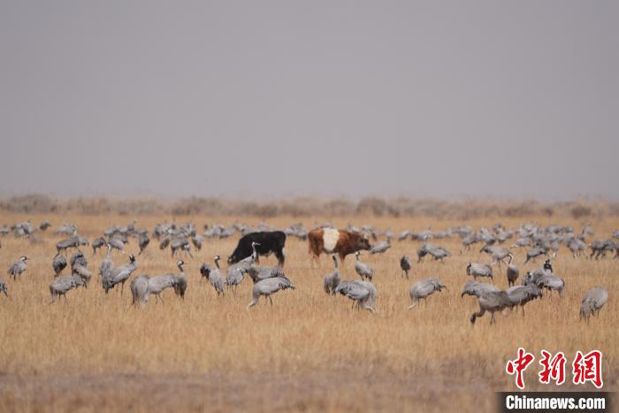 圖為草原上棲息的灰鶴?！∠葘m 攝
