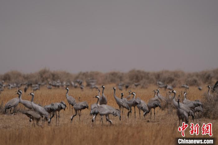 圖為灰鶴?！∠葘m 攝