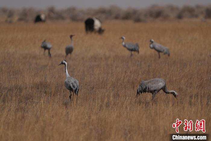 圖為灰鶴。　先宮 攝