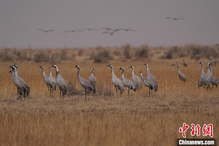 圖為灰鶴?！∠葘m 攝