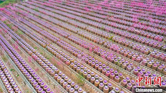 灼灼桃花惹人醉?！㈡?攝