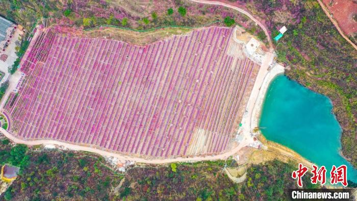 灼灼桃花惹人醉?！㈡?攝