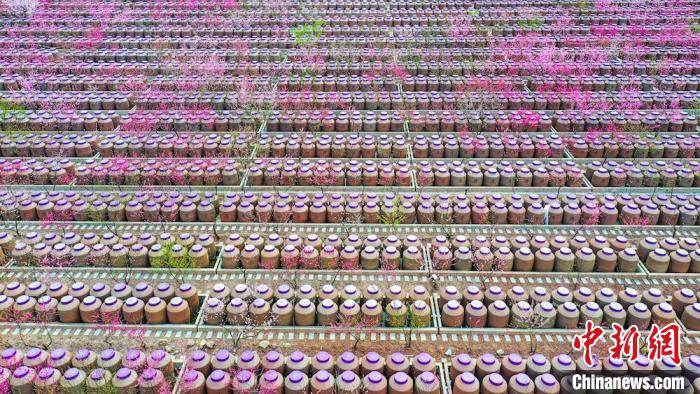 桃花和酒壇相映成趣?！㈡?攝