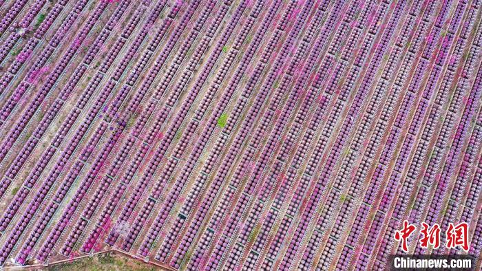 桃花和酒壇相映成趣?！㈡?攝