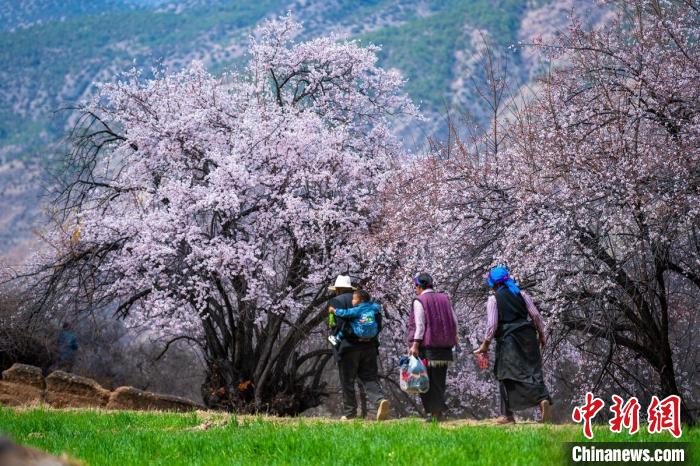 行走在麥田和桃樹下的白松鎮(zhèn)村民?！⒅铱?攝
