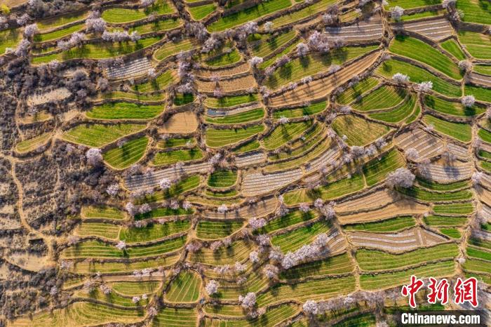 空中俯瞰得榮縣白松鎮(zhèn)的高山麥田和桃林?！⒅铱?攝