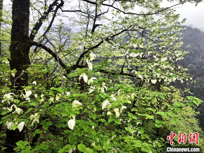 山谷兩側(cè)高大繁茂的珙桐樹?！螚?攝