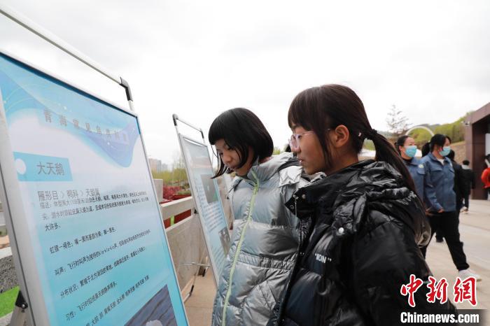 圖為學生通過展板了解青海常見鳥類。　馬銘言 攝