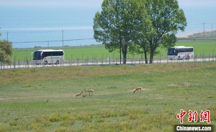 圖為成群普氏原羚在草場上愜意覓食，悠閑自在?！●R銘言 攝