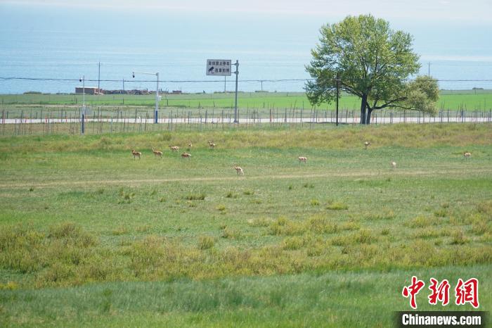 圖為成群普氏原羚在草場上愜意覓食，悠閑自在?！●R銘言 攝