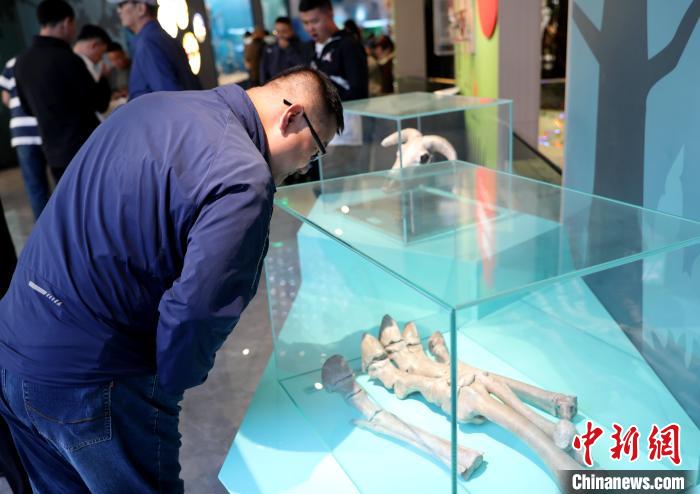 圖為臺商在祁連山國家公園生態(tài)科普館內(nèi)觀看標本?！⊙Φ?攝