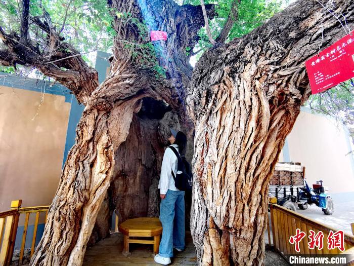 青海海東市阿河灘地質(zhì)文化村：古樹新枝、丹山碧水