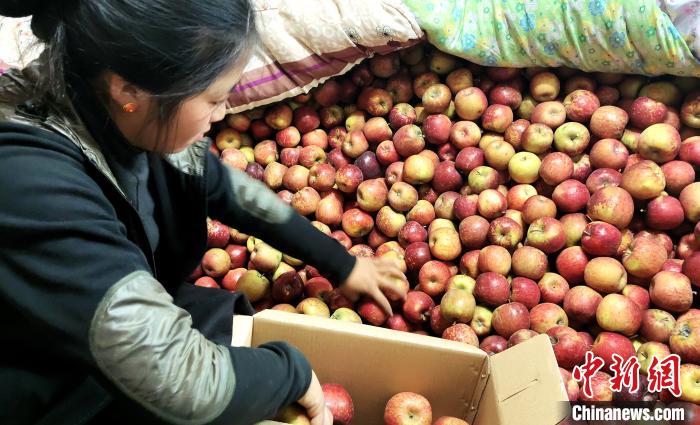圖為通麥村村民巴桑拉姆精心挑選蘋果進(jìn)行裝箱?！∝暽＠?攝