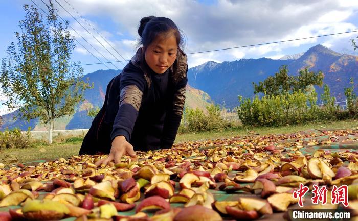 圖為通麥村村民巴桑拉姆晾曬切片蘋果。　貢桑拉姆 攝