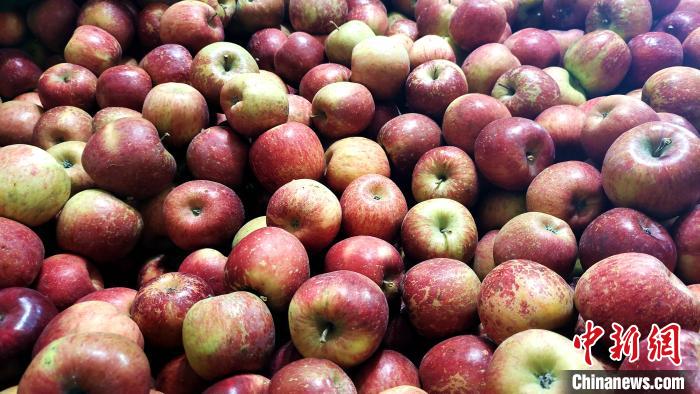 圖為通麥村村民巴桑拉姆家待裝箱的蘋果?！∝暽＠?攝