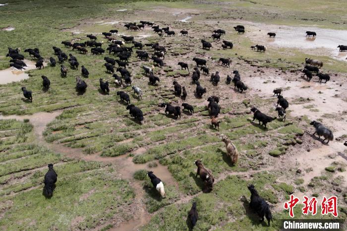 近年來，那曲市班戈縣推行村級牧業(yè)經(jīng)濟(jì)合作社，牧民們將牛羊及草場作為股份加入合作社，部分牧民開始從事旅游服務(wù)、服裝加工及運(yùn)輸?shù)刃袠I(yè)，收入逐年提高。圖為8月3日，班戈縣的牦牛群在一片草原濕地中覓食(資料圖)。　江飛波 攝
