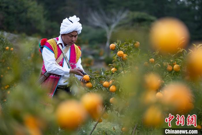 1月29日，京都村村民在柑橘園中采摘柑橘。<a target='_blank' ><p  align=