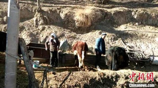 圖為孔繁福夫妻正在收拾牛圈?！±铍h　攝