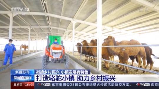 種蘑菇、養(yǎng)駱駝...。。特色產(chǎn)業(yè)助力鄉(xiāng)村振興走新路