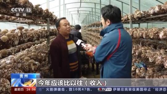 種蘑菇、養(yǎng)駱駝...。。特色產(chǎn)業(yè)助力鄉(xiāng)村振興走新路