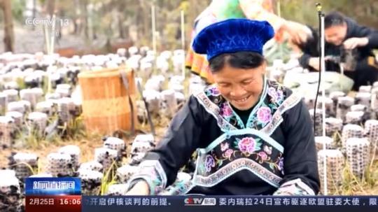 種蘑菇、養(yǎng)駱駝...。。特色產(chǎn)業(yè)助力鄉(xiāng)村振興走新路