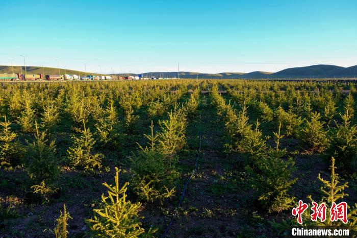 圖為科技團(tuán)隊(duì)在海拔4500米的西藏那曲種出“小森林”，其中超過(guò)7成成功越過(guò)5個(gè)冬天。　江飛波 攝