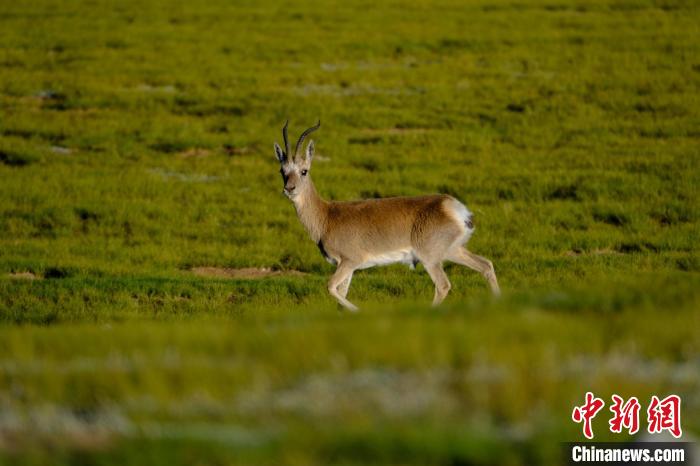 圖為西藏納木錯(cuò)湖邊的藏原羚休閑覓食?！〗w波 攝