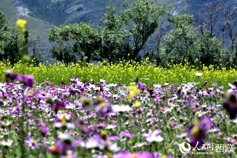 油菜花與格?；ㄏ嘤吵扇ぁＨ嗣窬W(wǎng) 李海霞攝
