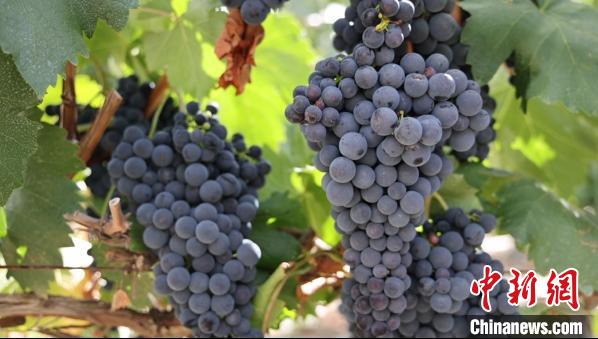 圖為桑日縣種植的葡萄。　山南桑日縣委宣傳部提供