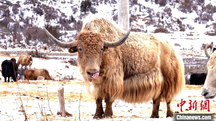 圖為角木那村生態(tài)散養(yǎng)的牦牛?！“蜕Ｇ?　攝