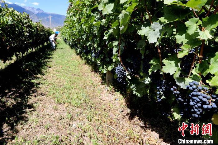 昌都芒康縣依托“兩江流域”干熱河谷地帶地理優(yōu)勢將康巴蜜橘、蘋果、甜石榴、葡萄、蜜桃等經(jīng)濟林木種植。　昌都市芒康縣委宣傳部供圖