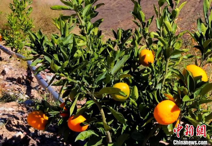 昌都芒康縣依托“兩江流域”干熱河谷地帶地理優(yōu)勢將康巴蜜橘、蘋果、甜石榴、葡萄、蜜桃等經(jīng)濟林木種植?！〔际忻⒖悼h委宣傳部供圖