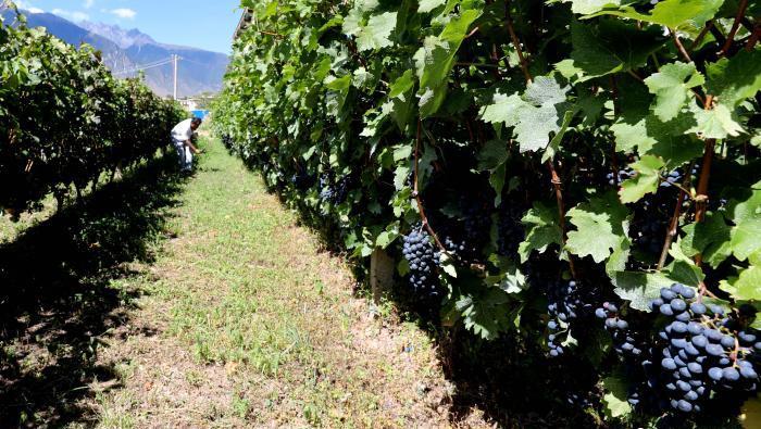 昌都芒康縣依托“兩江流域”干熱河谷地帶地理優(yōu)勢將康巴蜜橘、蘋果、甜石榴、葡萄、蜜桃等經(jīng)濟林木種植。　昌都市芒康縣委宣傳部供圖