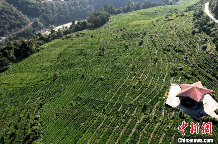 圖為西藏林芝市墨脫縣果果塘大拐彎附近的茶田。(無人機(jī)照片) 李林 攝
