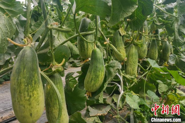 西藏海拔4400多米康馬縣甜瓜、西瓜豐收