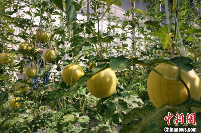 圖為康馬縣大棚內(nèi)的金太陽(yáng)西瓜?！⒔ㄜ?攝