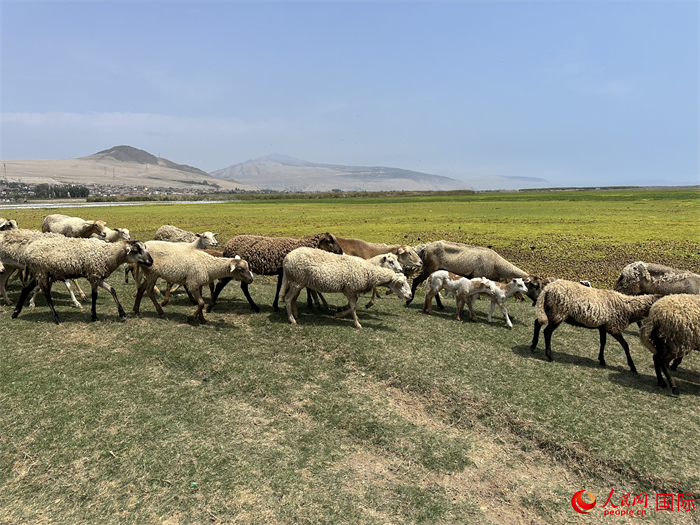 當(dāng)?shù)貢r(shí)間11月15日，羊群在錢凱港附近的圣羅莎濕地棲息。人民網(wǎng)記者 周雨攝