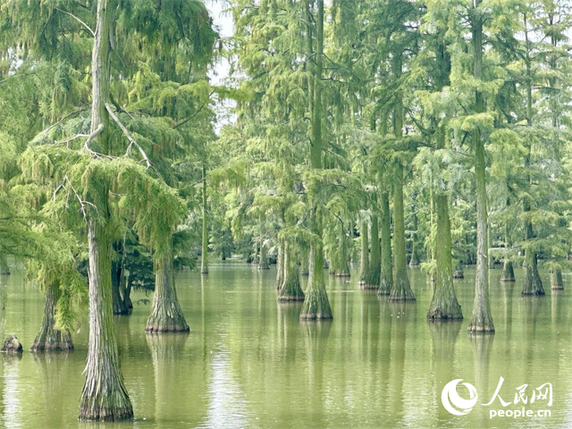 湖北省武漢漲渡湖濕地，池杉“破水而出”。人民網(wǎng)記者 張沛攝