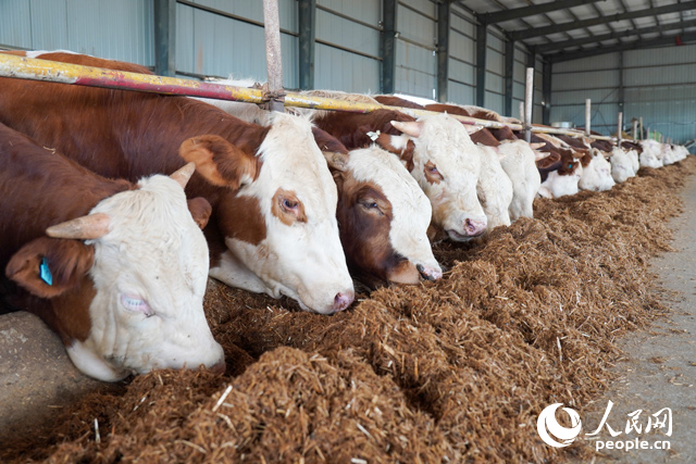 在思博農(nóng)業(yè)科技有限公司內(nèi)，肉牛正在吃秸稈轉(zhuǎn)化的飼料。人民網(wǎng)記者 陳若天攝