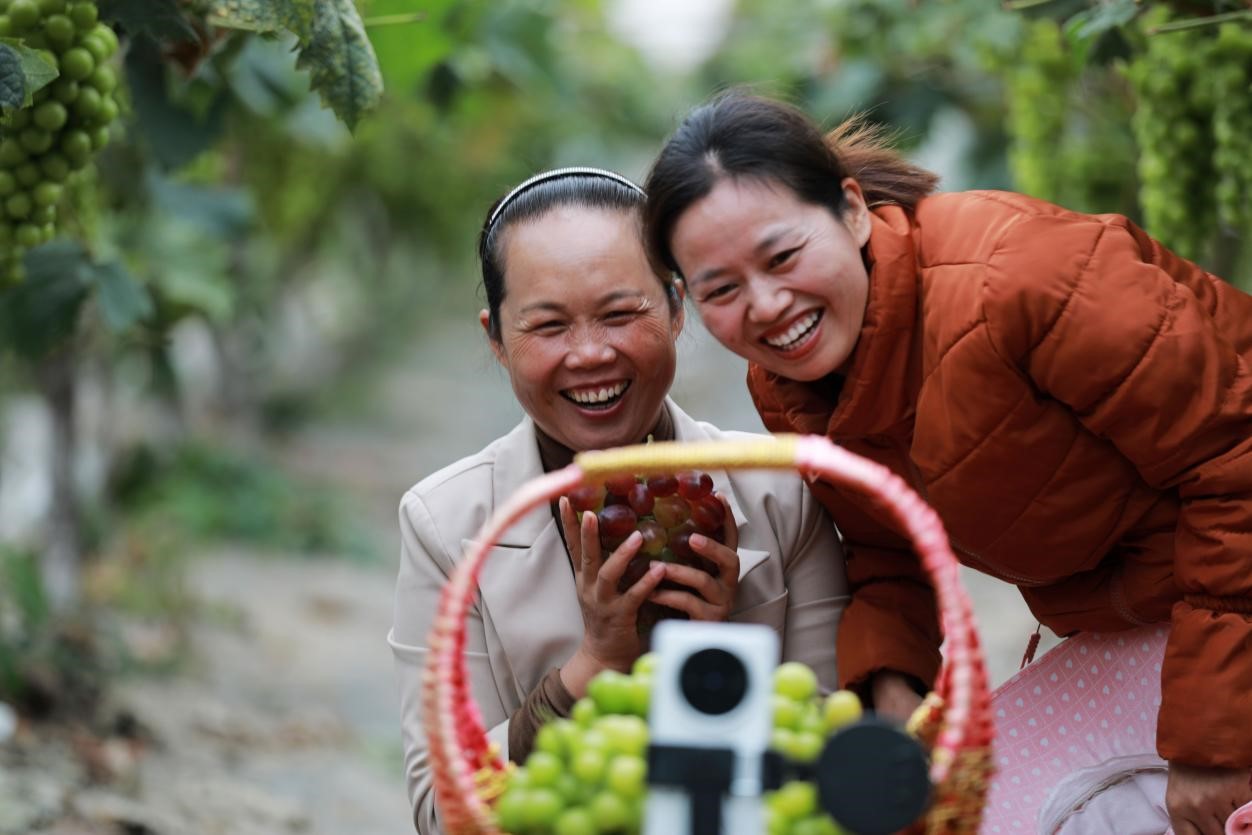 2024年10月6日，果農(nóng)在貴州省黔西市金碧鎮(zhèn)新蘭村葡萄園里進行直播銷售。來源：人民圖片