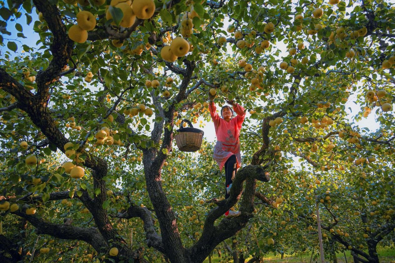2024年10月4日，安徽省宿州市碭山縣程莊鎮(zhèn)衡樓村百年老梨園里，梨農(nóng)在忙著采摘酥梨。來源:人民圖片
