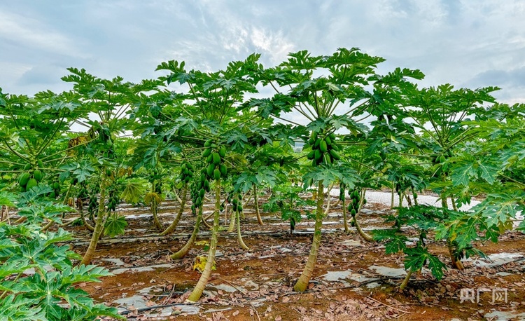 高質(zhì)量發(fā)展看中國(guó) | 廣西:三產(chǎn)融合“潤(rùn)澤”鄉(xiāng)村沃土 讓農(nóng)民腰包越來越鼓
