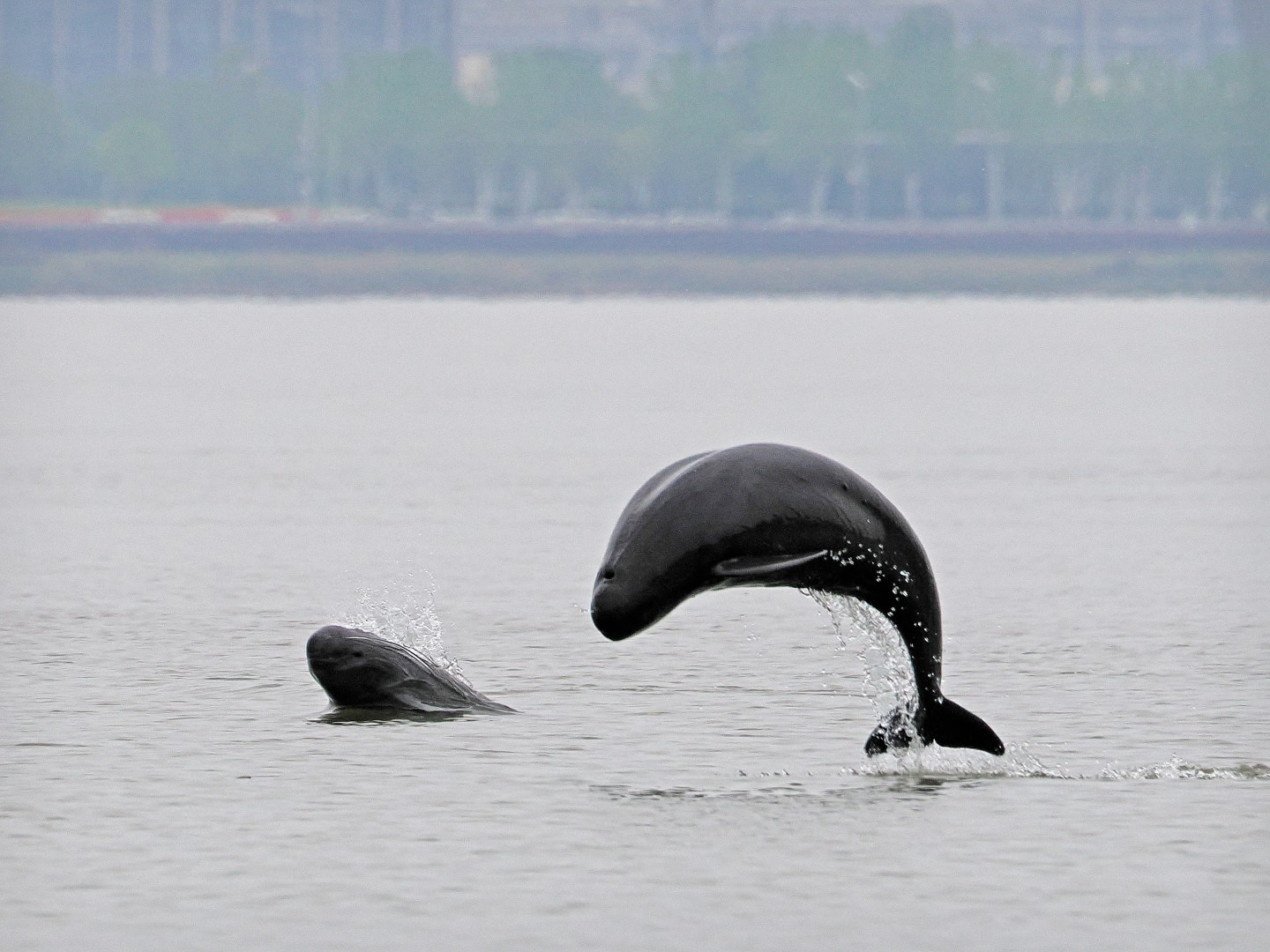 文化中國(guó)行 長(zhǎng)江之歌丨微笑的江豚，從四千年前“游”來(lái)