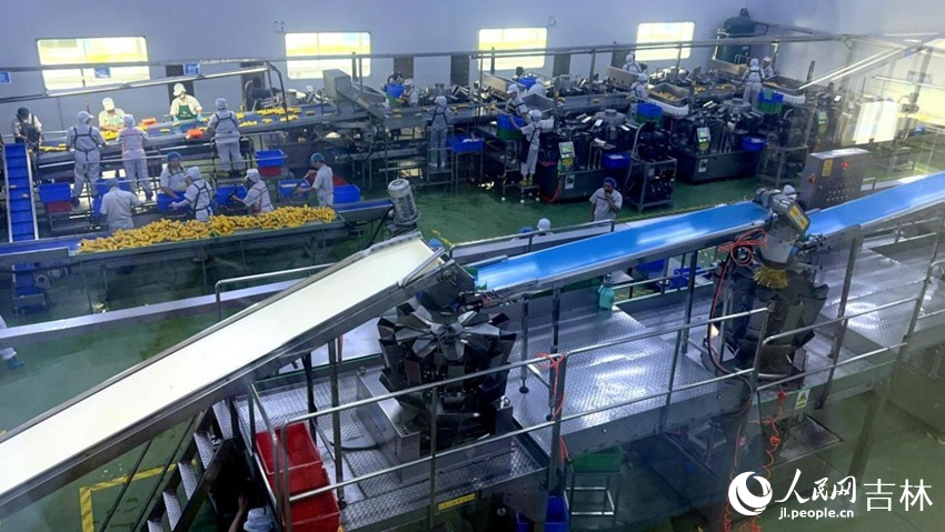 吉林省農(nóng)嫂食品有限公司生產(chǎn)車間內(nèi)一片火熱。人民網(wǎng)記者 王海躍攝