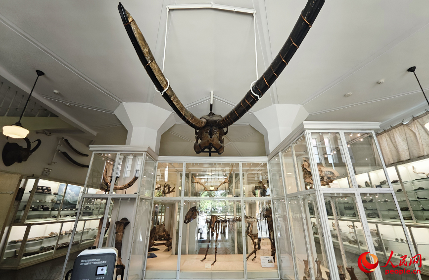 北疆博物院古生物陳列室內(nèi)的化石標(biāo)本。人民網(wǎng)記者 孫一凡攝