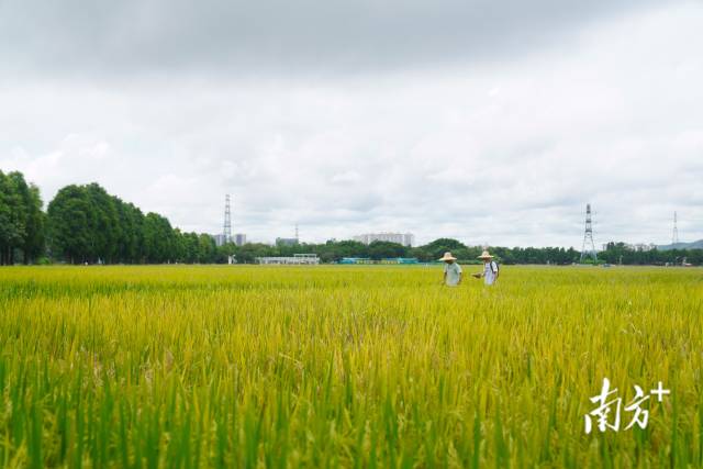 文化組的兩名成員正行走在稻田里。