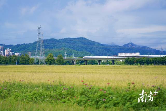 高鐵掠過(guò)崖口村稻田。
