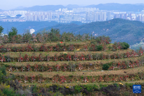 【高質(zhì)量發(fā)展看陜西】“上天”的延安蘋果，蘊(yùn)藏哪些新質(zhì)生產(chǎn)力